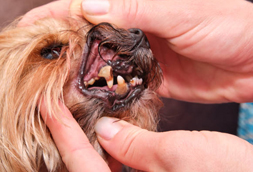 Parker Dog Dentist