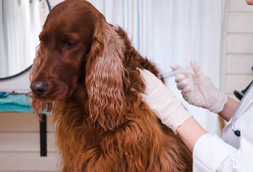 Dog Vaccinations in Windsor