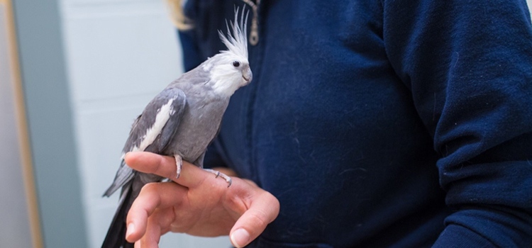 bird regular veterinary clinic in Columbia