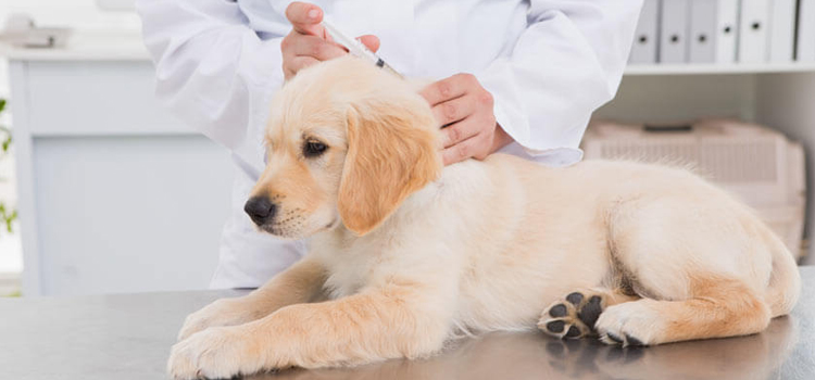 dog vaccination hospital in Crystal City