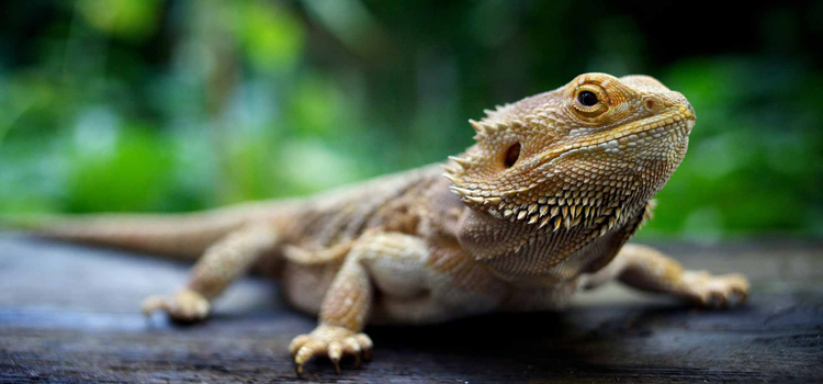 experienced vet care for reptiles in Pierce City