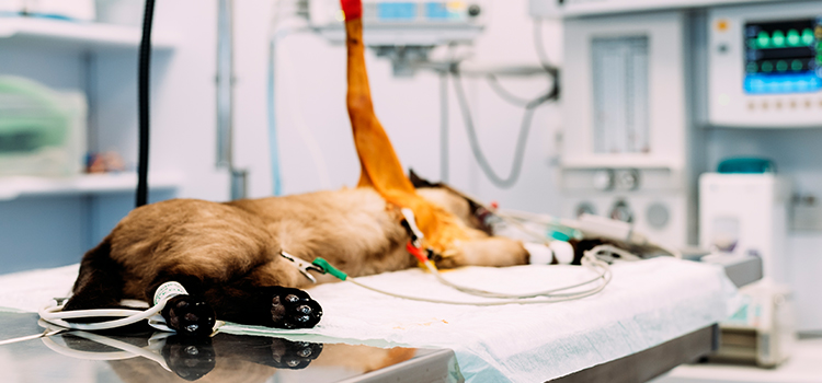 Pleasant Hill animal hospital veterinary surgical-process